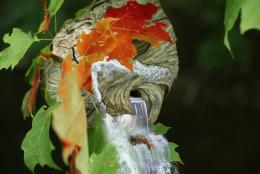 Bathed Bee